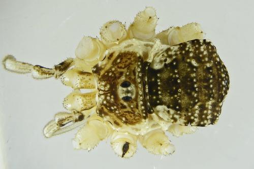 Réf. 269 081 : Mitopus morio